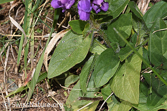 Foto: Grossblütige Brunelle (Prunella grandiflora). Blatt.