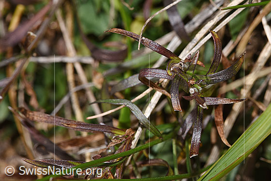 Foto: Scheuchzers Glockenblume (Campanula scheuchzeri). Stängel und Blätter.