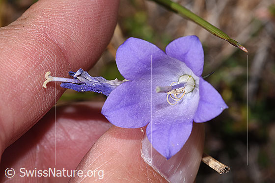 Foto: Scheuchzers Glockenblume (Campanula scheuchzeri). Blüte.