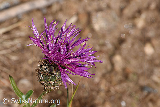 Photo: Centaurea scabiosa ssp. alpestris. Blossom.
