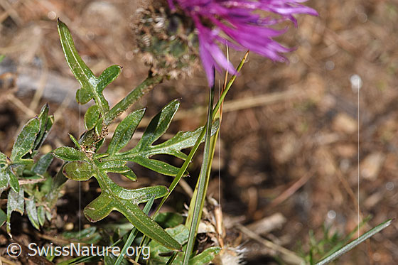Photo: Centaurea scabiosa ssp. alpestris. Leaves and stem.