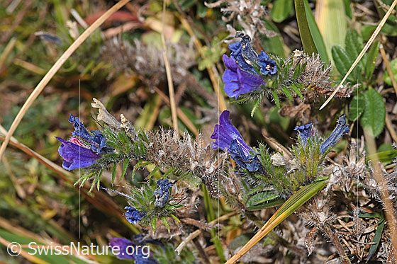Foto: Gewöhnlicher Natternkopf (Echium vulgare). Blüten und Blätter.