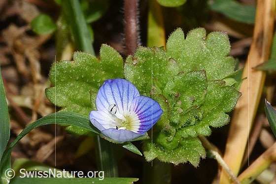 Photo: Veronica persica. Blossom and leaves.
