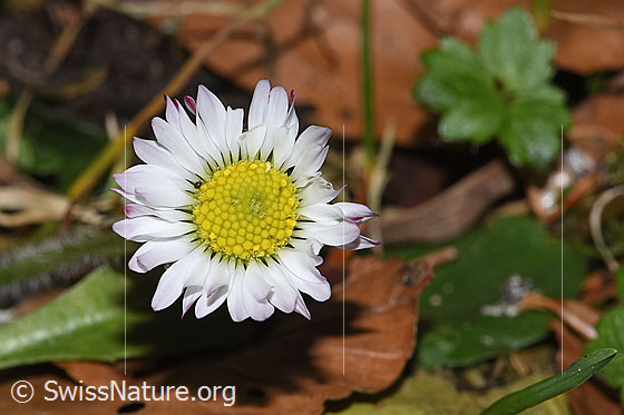 Photo: Bellis perennis. Blossom. Plant height = 5 cm.