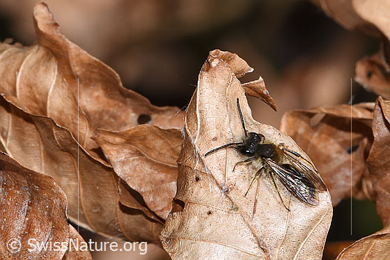 Foto: Rotschopfige Sandbiene (Andrena haemorrhoa). Länge 10mm. Männchen. Ansicht von schräg oben.
