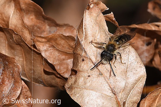 Foto: Rotschopfige Sandbiene (Andrena haemorrhoa). Länge 10mm. Männchen. Ansicht von vorne oben.