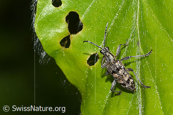 Foto: Kleiner Zangenbock (Rhagium inquisitor). Länge 11mm. Ansicht von oben.