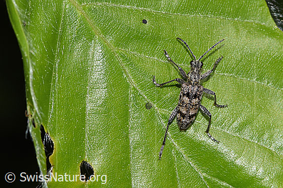 Foto: Kleiner Zangenbock (Rhagium inquisitor). Länge 11mm. Ansicht von oben.