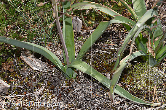 Foto: Schopfige Bisamhyazinthe (Muscari comosum). Stängel und Grundblätter.