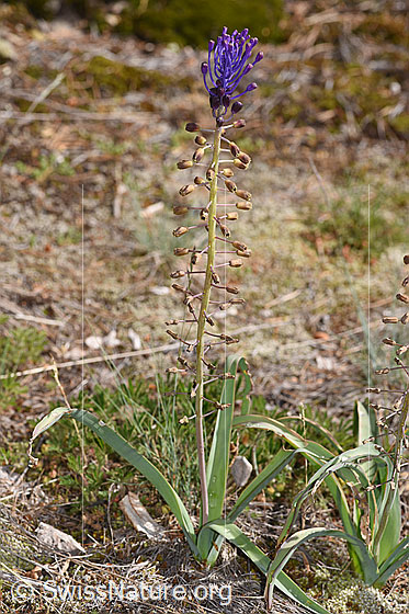 Foto: Schopfige Bisamhyazinthe (Muscari comosum). Ganze Pflanze (Habitus). Höhe = 35cm.