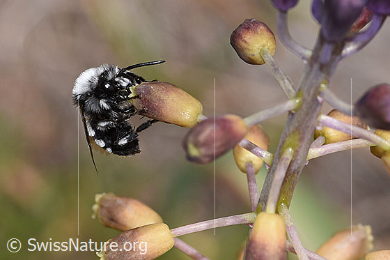 Foto: Pracht-Trauerbiene (Melecta luctuosa) an Schopfiger Bisamhyazinthe (Muscari comosum). Länge 12 - 15mm. Männchen. Wird auch Weissfleckige Trauerbiene genannt. Ansicht von unten.