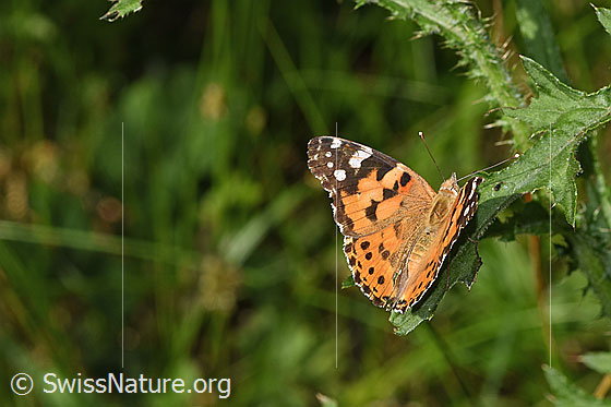 Photo: Vanessa cardui. Wings half open. View from the top, rear and side.