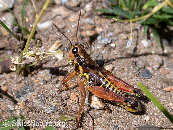 Gewöhnliche Gebirgsschrecke (Podisma pedestris)