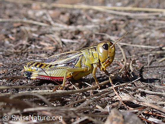 Grosse Höckerschrecke (Arcyptera fusca)