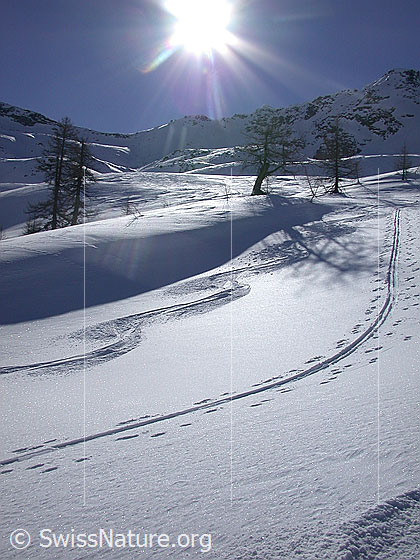 Foto: Skispuren