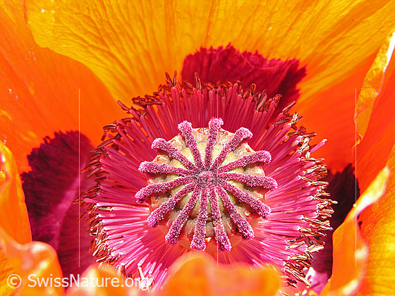 Foto: Schlaf-Mohn, Blüte und Stempel
Lat.: Papaver somniferum
Familie: Papaveraceae