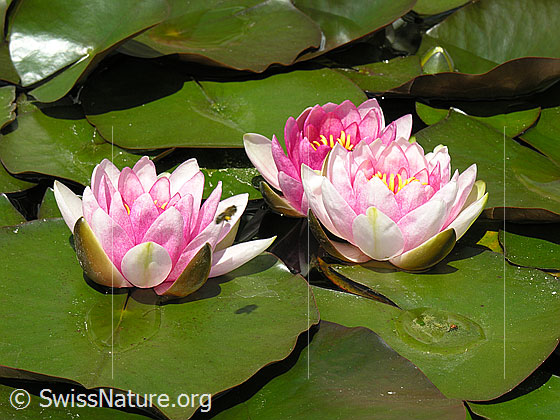 Foto: Hybrid-Seerosen
Lat.: Nymphaea Hybrid
Familie: Nymphaeaceae