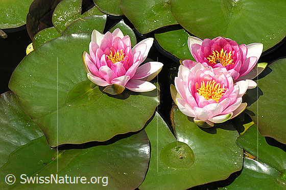 Foto: Hybrid-Seerose
Lat.: Nymphaea Hybrid
Familie: Nymphaeaceae