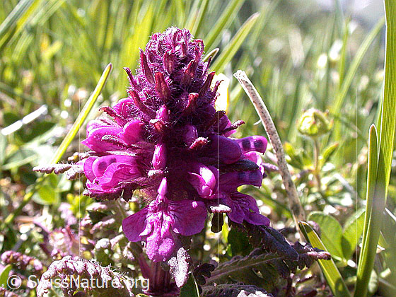 Foto: Quirlblättriges Läusekraut
Lat.: Pedicularis verticillata
Familie: Orobanchaceae (Sommerwurzgewächse)