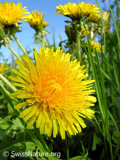 Foto: Gebräuchlicher Löwenzahn, Blüte
Lat.: Taraxacum officinale
Familie: Asteraceae