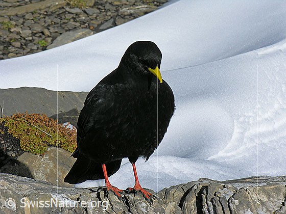 Foto: Alpendohle
Lat.: Pyrrhocorax graculus
Familie: Rabenvögel