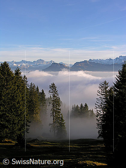Foto: Nebelgrenze in lichtem Wald mit Streiflicht. Niederbauen Chulm und Oberbauenstock ragen aus dem Nebelmeer. Im Hintergrund sind Gross Ruchen, Gross Windgällen, Chli Windgällen, Witenalpstock, Bristen, Gitschen und Brunnistock zu sehen.