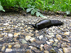 C028233: Wegschnecke am Strassenrand
