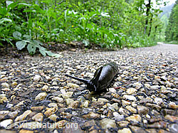 C028239: Schnecke auf Nebenstrasse