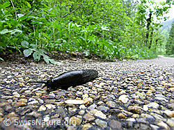 C028241: Wegschnecke auf Strasse