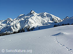C034709: Schinhorn und Wildspur