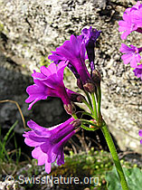 C038717: Breitblättrige Primel (Primula latifolia)