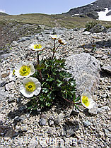 Foto: Gletscher-Hahnenfuss (Ranunculus glacialis)