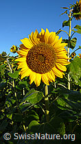 C043743: Sonnenblume