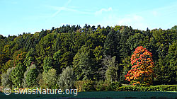 C043819: Herbstlicher Ahorn am Waldrand