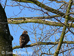 C046332: Mäusebussard auf Ast sitzend
