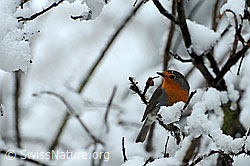 Rotkehlchen (Erithacus rubecula) (C046872)