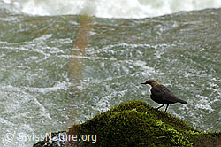 C048375: Wasseramsel (Cinclus cinclus) auf Moospolster