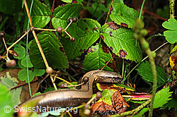 C051359: Blindschleiche (Anguis fragilis)