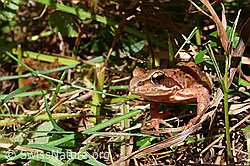 C053016: Grasfrosch (Rana temporaria).