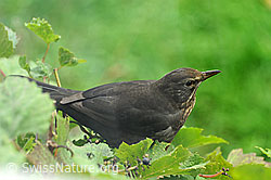 Foto: Amsel auf Rebe