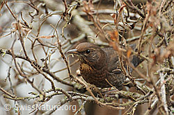 Foto: Amsel (Turdus merula)