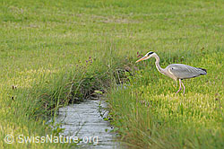 Foto: Fischreiher (Ardea cinerea) am Bachufer