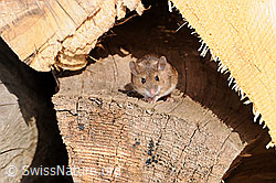 C065272: Gelbhalsmaus (Apodemus flavicollis)