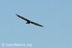 C065373: Adler im Flug