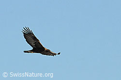 C065374: Fliegender Adler
