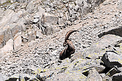 C068221: Steinbock in den Felsblöcken