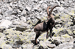C068223: Steinbock in Geröllhalde
