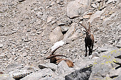 C068230: Steinwild: Steinböcke