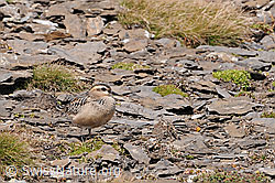 C070890: Mornellregenpfeifer (Eudromias morinellus)
