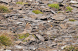 Mornellregenpfeifer (Eudromias morinellus) gut getarnt auf steinigem Boden sitzend (C070894)
